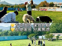 -趣玩宠物乐园寄养训犬训狗游泳池