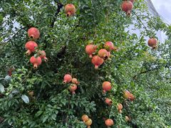 -老袁家蜜桃农场·阳山水蜜桃