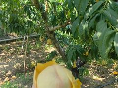 -老袁家蜜桃农场·阳山水蜜桃