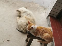 -爱侣宠医·鹦鹉专科·小型哺乳类·异宠专科(灵石路店)