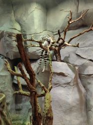 -Zoolung Zoolung动物主题公园(海信广场店)