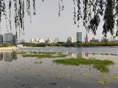 -莲花池公园