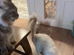 -楼上猫咖(罗湖店)