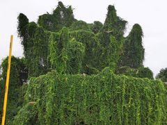-上海月湖雕塑公园