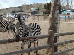 -大连森林动物园