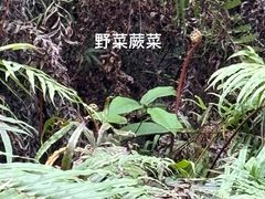 -火炉山森林公园