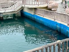 -广东惠东海龟国家级自然保护区