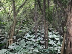 -大湾区中央湿地公园