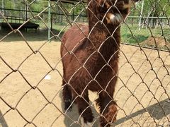 -秦皇岛野生动物园