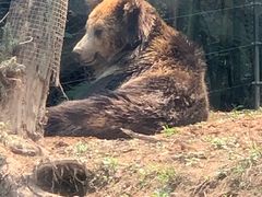 -中国大熊猫保护研究中心雅安碧峰峡基地