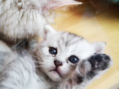 -猫的茶·猫咖