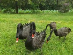 -福建鲤鱼洲酒店