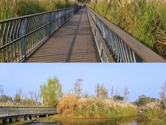 -白鹭湾湿地公园