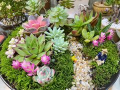 -双季花艺园艺市场(浦东店)
