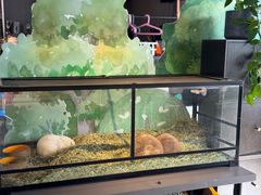 -百好乐宠物友好餐厅(朝外大街店)