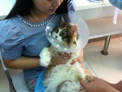 -纳吉亚猫专科动物诊疗中心(蒋宅口分院)