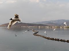 -大理洱海