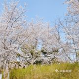 玉渊潭来啦