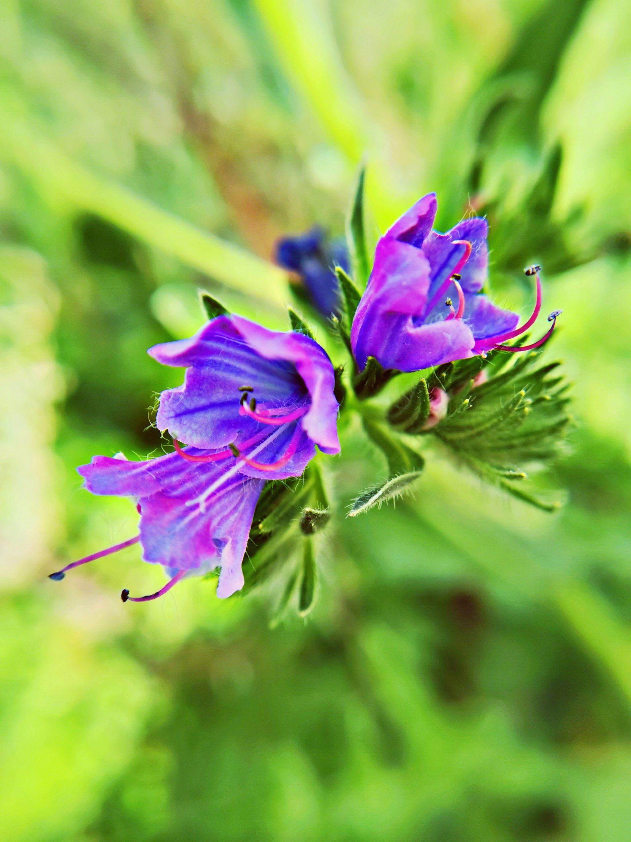 路边的小花:"蓝蓟花"