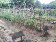 私家菜园-茂德公草堂