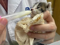 -宠颐生宠物医院·心肾内科·猫专科诊疗中心宠巢店