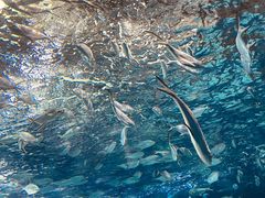 -上海海洋水族馆