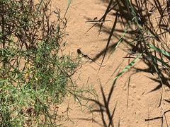 -亿利库布其七星湖沙漠生态旅游区