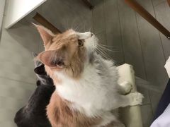 -喵的天空名猫咖啡馆·撸猫·猫舍·用品