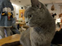 -平行世界·猫咖(首经贸店)