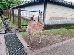 -奈良公园