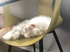 -东方名猫馆·英短金渐层布偶猫舍(环线广场1号楼店)