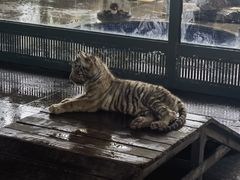 -秦皇岛野生动物园