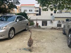 -烧鹅妹饭店