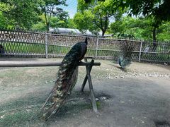 -东平国家森林公园