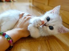 -东方名猫馆·英短金渐层布偶猫舍(环线广场1号楼店)