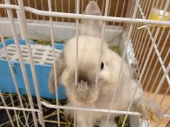 -猫猫幼稚园·撸猫·桌游·电玩