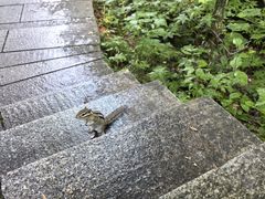 -汤旺河林海奇石景区
