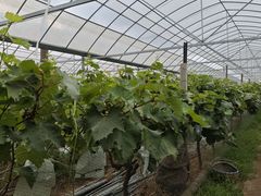 -马陆小张葡萄园农家乐