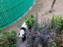 -西霞口神雕山野生动物世界