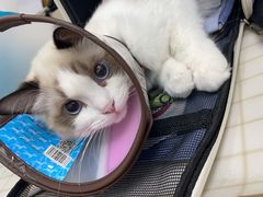 -美联众合动物医院(·中兽医·疑难杂症·严家桥分院)