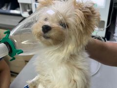 -爱侣宠医·鹦鹉专科·小型哺乳类·异宠专科(灵石路店)