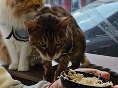 -豆逗聊愈猫阁Easy Life