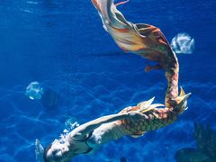 -海合安武汉极地海洋公园