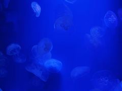 -福州罗源湾海洋世界旅游区