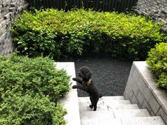 -上海崇明金茂凯悦酒店