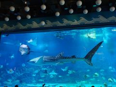 -烟台海昌鲸鲨海洋公园