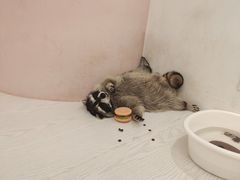 -浣熊柯尔鸭土拨鼠·电玩咖