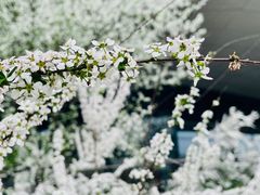 -上海辰山植物园