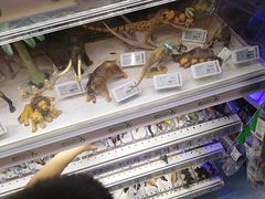 -TOYSRUS玩具反斗城(深圳万象城店)