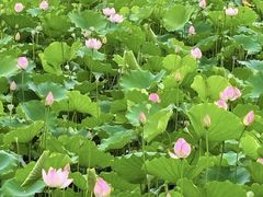 -荔湾湖公园